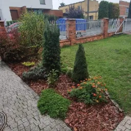 Kwadratowa rabata z dwoma stożkowymi iglakami, kulistym krzewem i pomarańczowymi kwiatami, wyściółkowana korą, obok chodnika z kostki brukowej i trawnika.