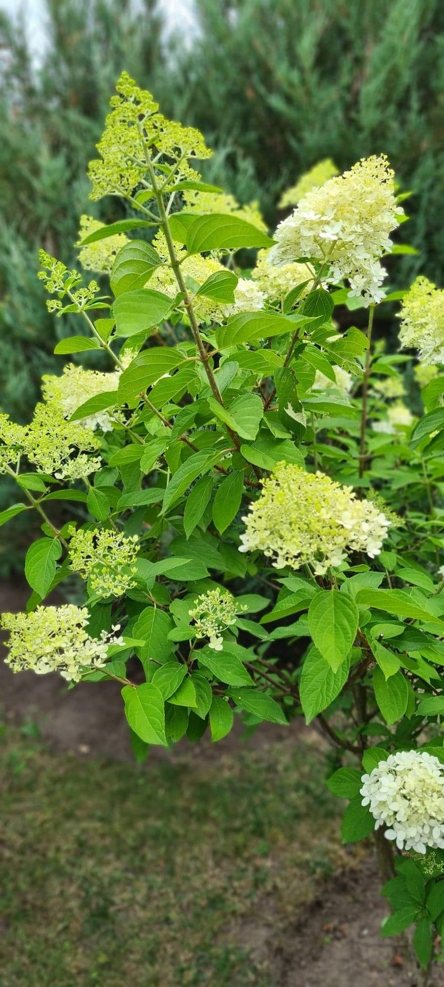 Krzew hortensji bukietowej z zielonymi liśćmi i stożkowatymi kwiatostanami w odcieniach bieli i limonki, rosnący w ogrodzie.