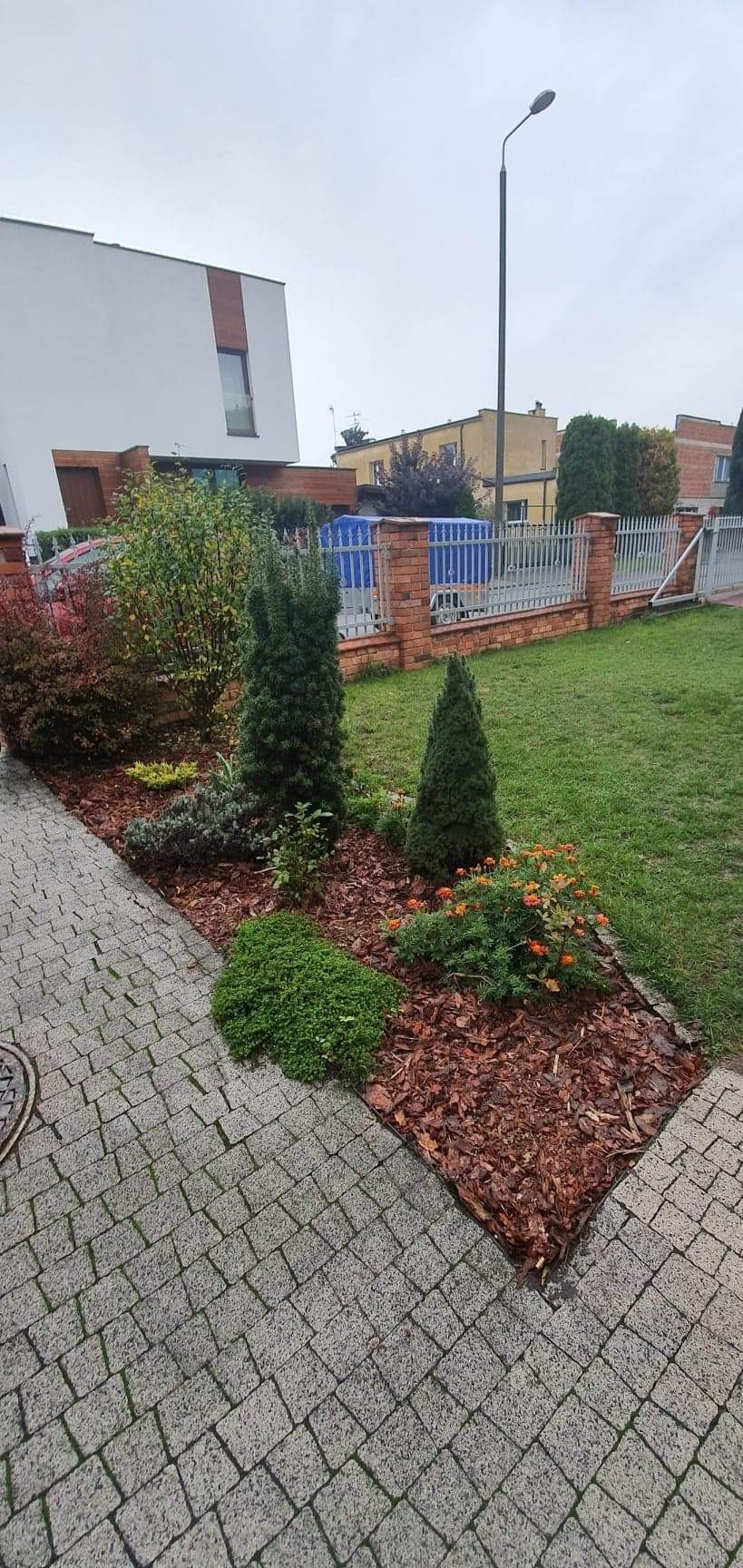 Kwadratowa rabata z dwoma stożkowymi iglakami, kulistym krzewem i pomarańczowymi kwiatami, wyściółkowana korą, obok chodnika z kostki brukowej i trawnika.