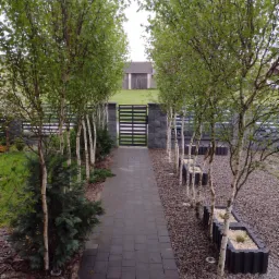 Symetryczny układ ścieżki z szarej kostki brukowej w Gdyni, obustronnie obsadzonej młodymi brzózkami w donicach i mniejszymi iglakami, prowadzącej do czarnej, nowoczesnej bramy.