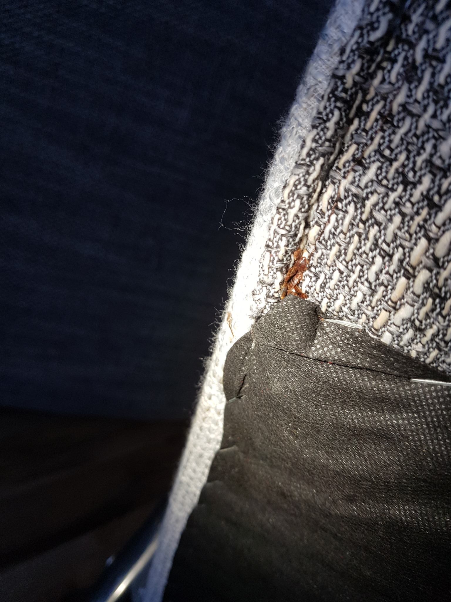 Pluskwa na tapicerce krzesła, widoczne ślady krwi po ugryzieniu.