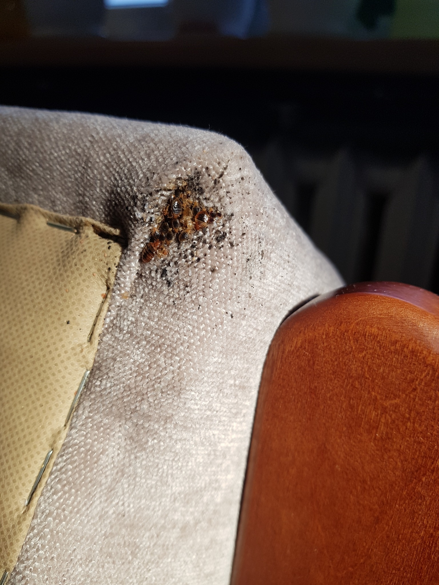 Kolonia pluskiew na rogu tapicerowanego mebla, widoczne zszywki tapicerskie i drewniany element konstrukcyjny.