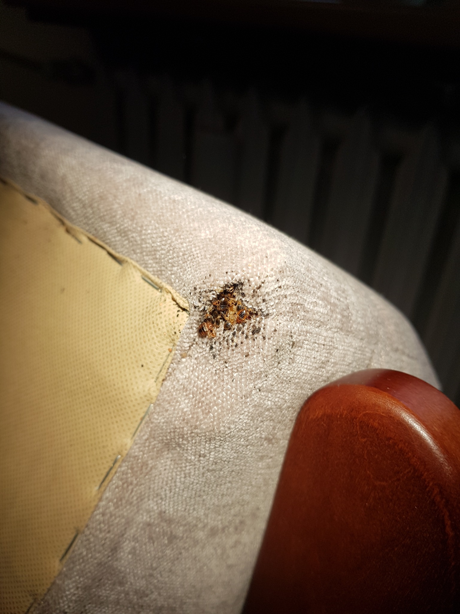 Bliski widok pluskw na rogu tapicerowanego krzesła z drewnianym oparciem, widoczne ślady żerowania na jasnej tkaninie.