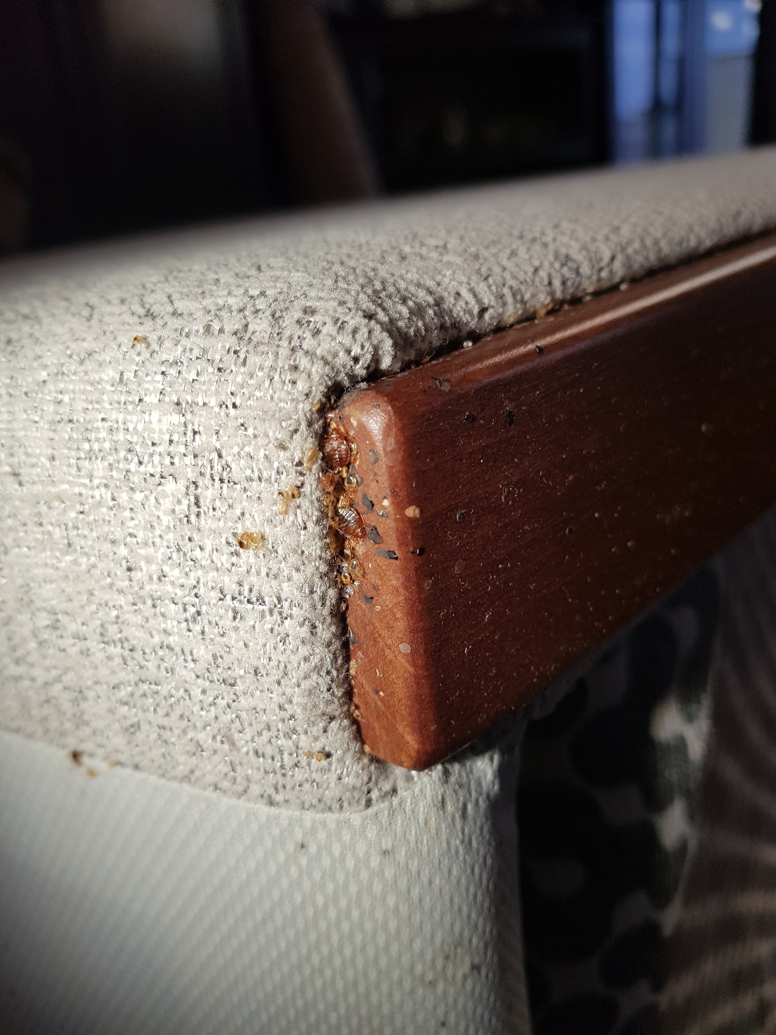 Bliski plan pluskiew na krawędzi tapicerowanego mebla z drewnianym wykończeniem.