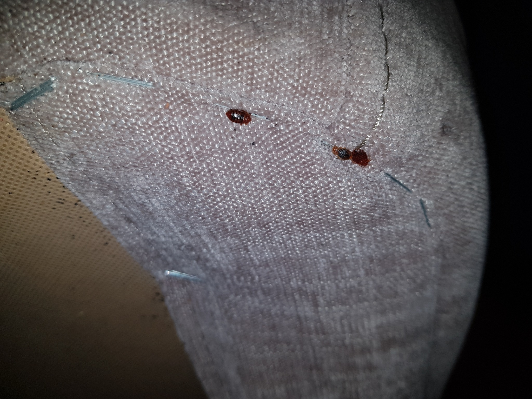 Dwa pluskwy na szarej tkaninie tapicerowanej, widoczne zszywki tapicerskie.