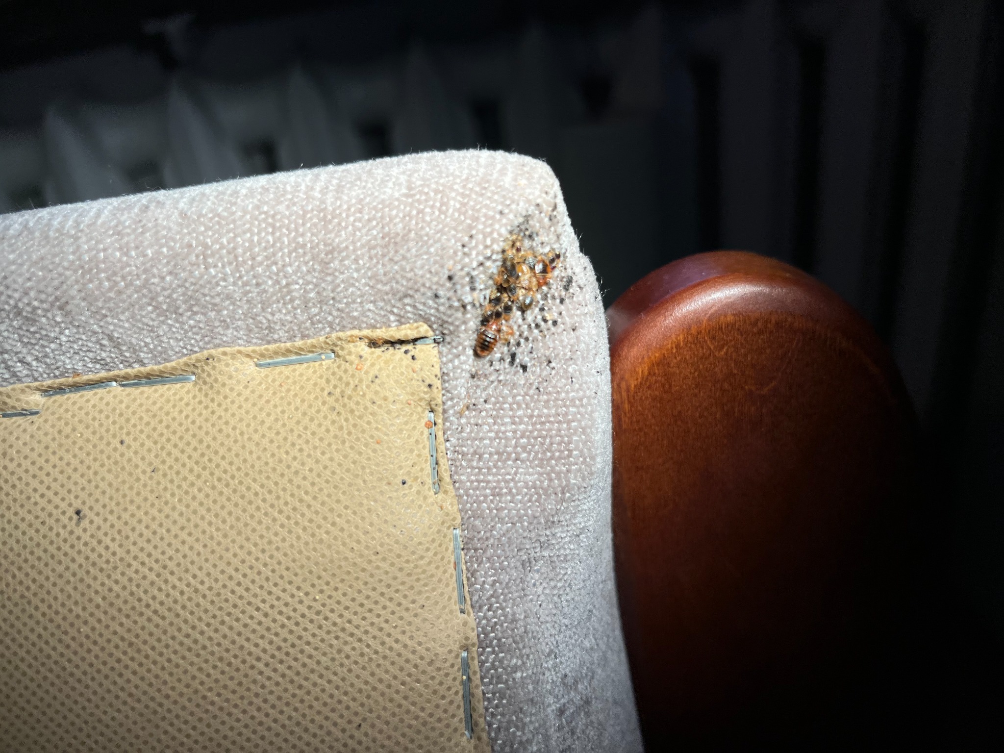 Pluskwa domowa i jej odchody na rogu tapicerowanego mebla w Warszawie, widoczne zszywki tapicerskie.