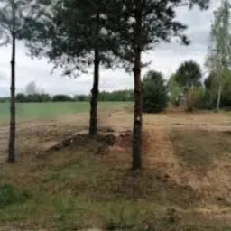 Teren po wycince drzew z widocznymi pniami, przygotowany pod dalsze prace ziemne, z polem w tle i pochmurnym niebem.