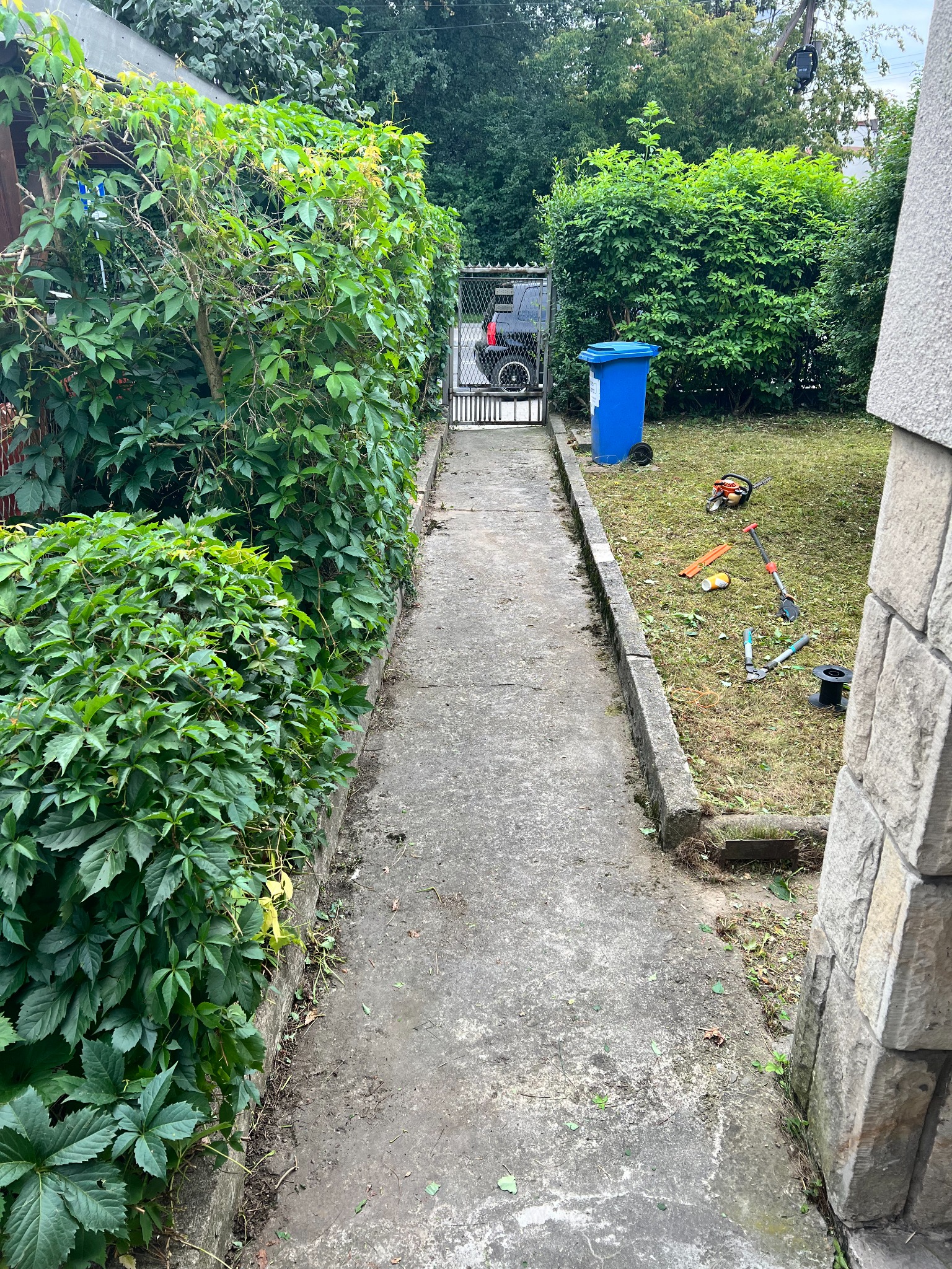 Długa betonowa ścieżka w ogrodzie z bujną roślinnością po bokach, narzędzia ogrodnicze i niebieski kosz na trawie, sugerujące niedawno wykonane prace pielęgnacyjne.