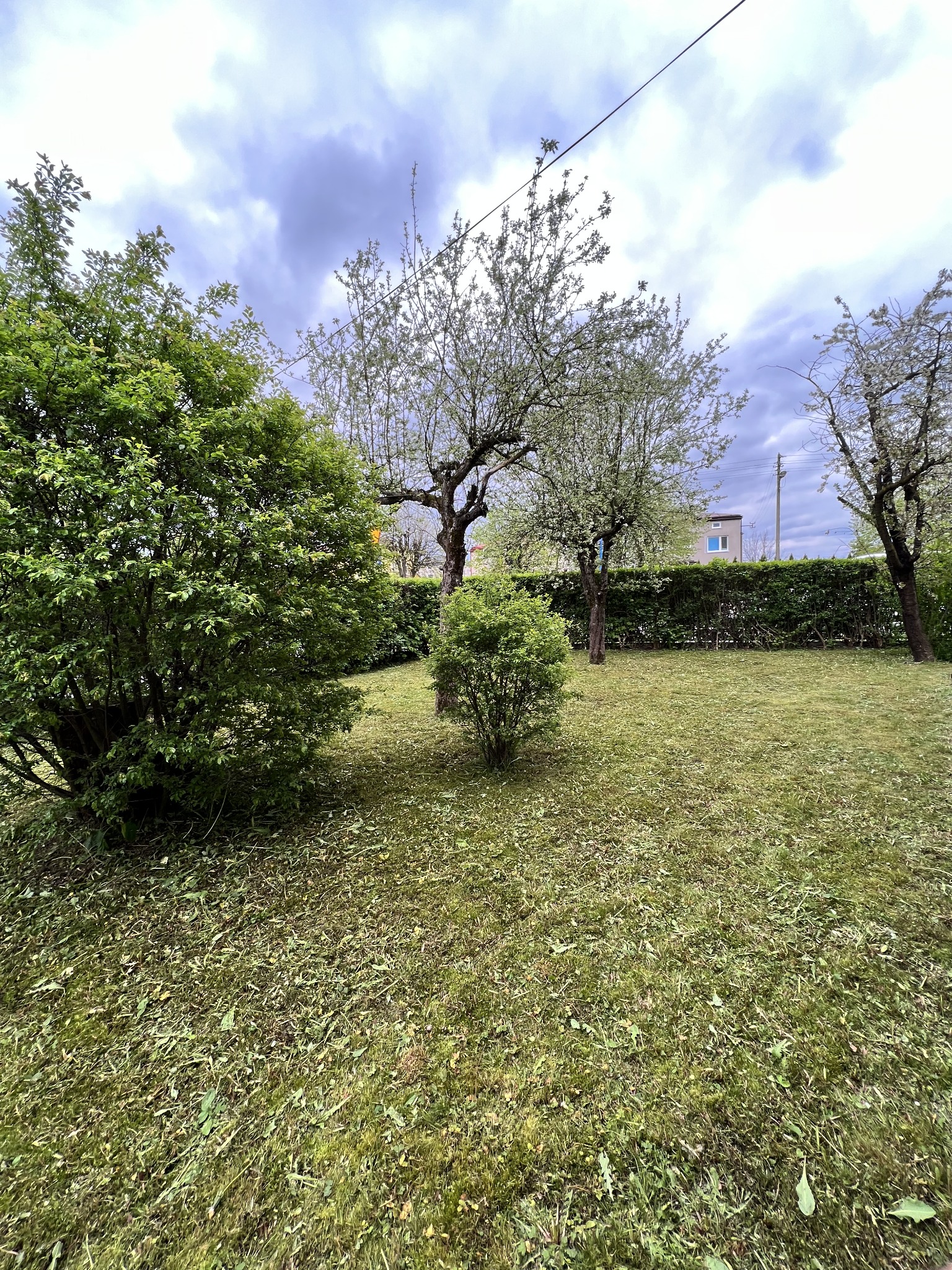 Trawa po koszeniu w ogrodzie z krzewami i drzewami owocowymi w tle, widoczne resztki skoszonej trawy na powierzchni.