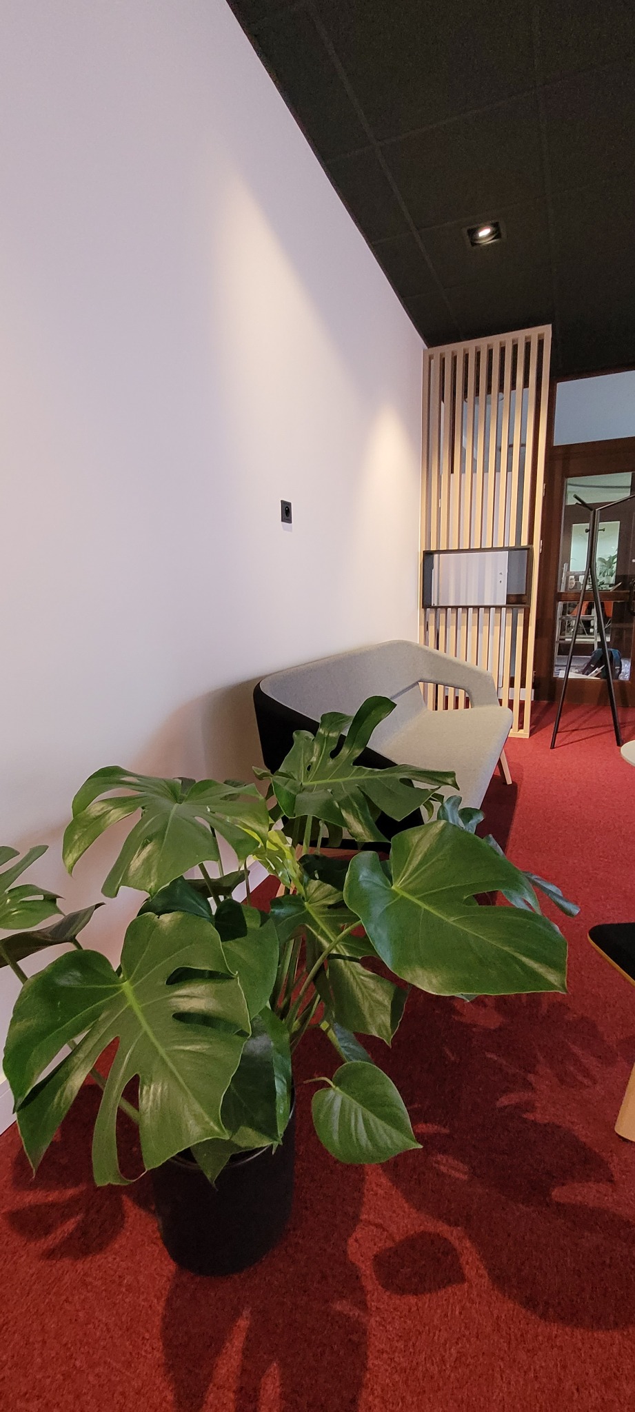 Wnętrze biura z minimalistycznym szarym fotelem, ścianą w kolorze złamanej bieli, drewnianą ażurową ścianką działową i dużą, zieloną monsterą w czarnej donicy na czerwonej wykładzinie.