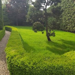 MIESZCZANIE.PL SPÓŁKA Z OGRANICZONĄ ODPOWIEDZIALNOŚCIĄ - Utrzymany w idealnym stanie trawnik z pojedynczą sosną, obrzeżony niskim, równo przyciętym żywopłotem i kamienną ścieżką z kostki brukowej.