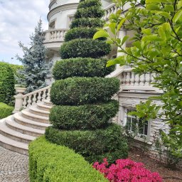 MIESZCZANIE.PL SPÓŁKA Z OGRANICZONĄ ODPOWIEDZIALNOŚCIĄ - Spiralnie uformowany krzew iglasty przed luksusową rezydencją z kamiennymi schodami i balustradami, obok kwitnące różowe azalie i niski żywopłot.