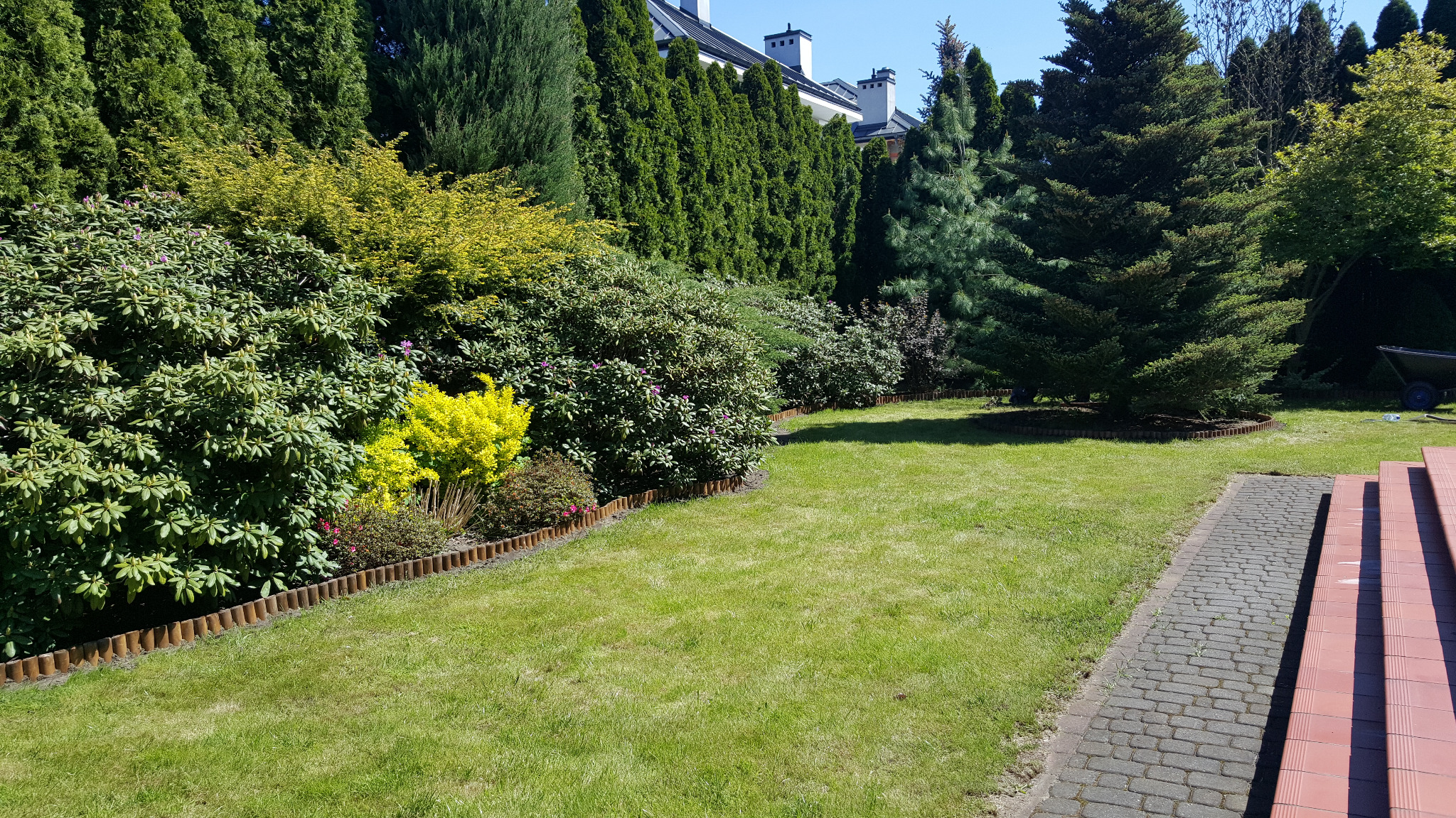 Zadbany ogród przydomowy z równo przystrzyżonym trawnikiem, obrzeżami z palików, różnorodnymi krzewami (zielonymi, żółtymi) i wysokimi drzewami iglastymi, widok z poziomu schodów tarasu.