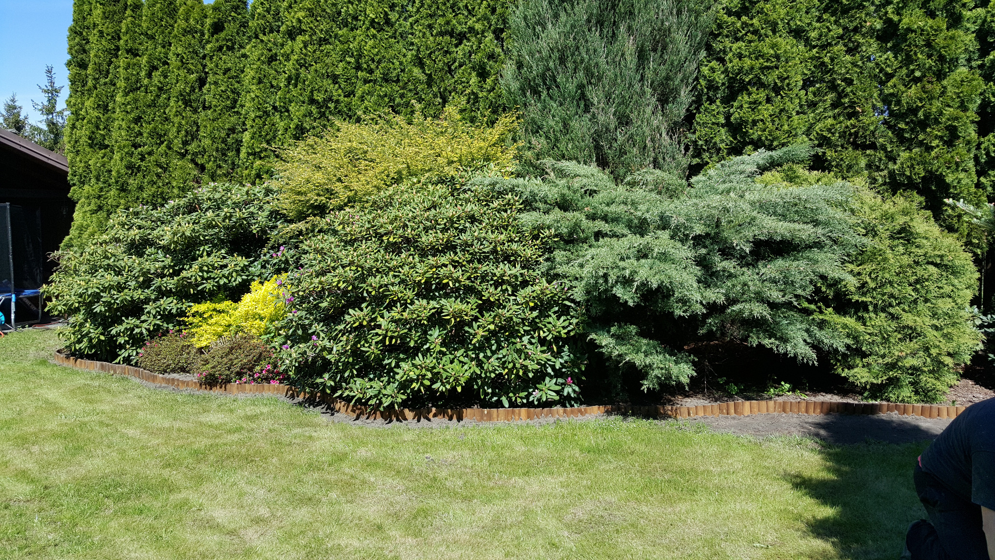 Kwitnący, wielobarwny ogród z niskimi krzewami i wysokimi tujami, obrzeżony drewnianym palisadowym płotkiem, na pierwszym planie trawnik. Z lewej strony fragment budynku.