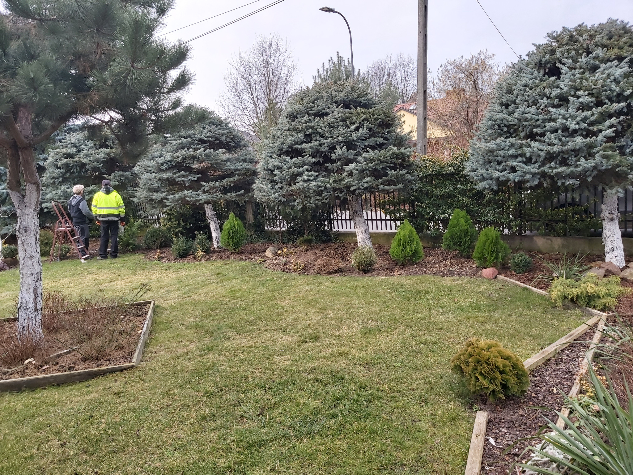 Dwaj ogrodnicy w trakcie pracy przy formowaniu iglaków w przydomowym ogrodzie z zielonym trawnikiem i drewnianymi obrzeżami rabat.