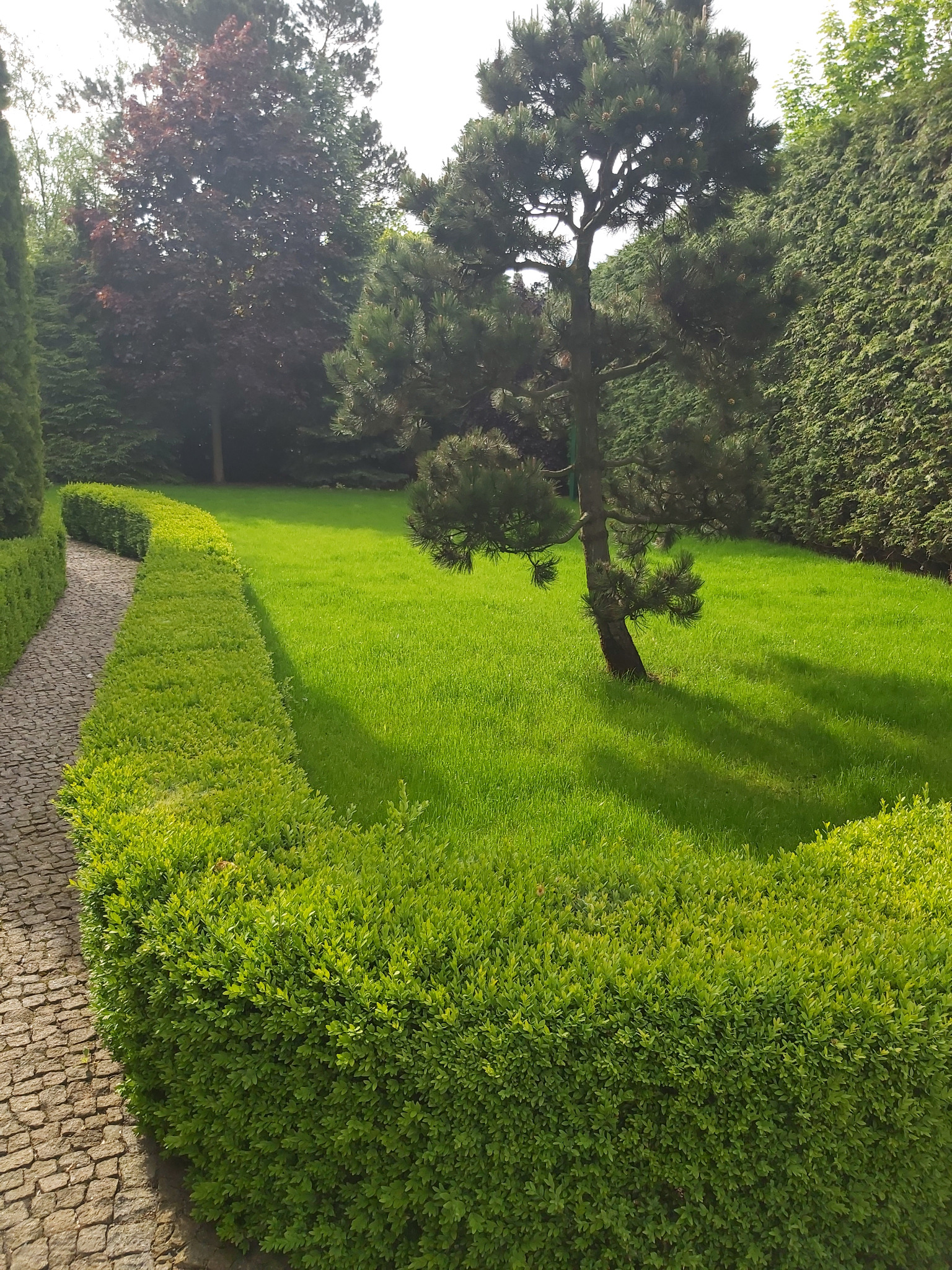 Utrzymany w idealnym stanie trawnik z pojedynczą sosną, obrzeżony niskim, równo przyciętym żywopłotem i kamienną ścieżką z kostki brukowej.