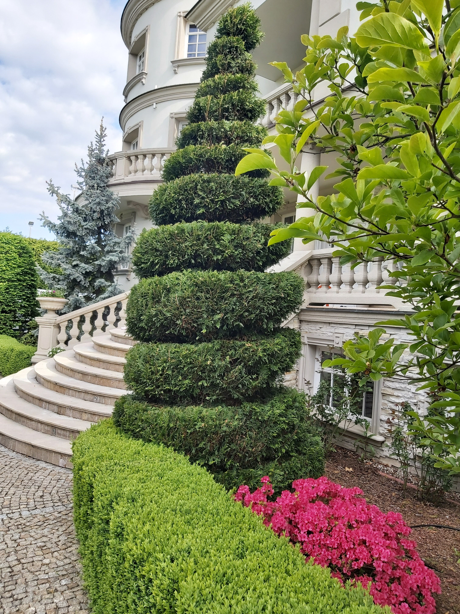Spiralnie uformowany krzew iglasty przed luksusową rezydencją z kamiennymi schodami i balustradami, obok kwitnące różowe azalie i niski żywopłot.