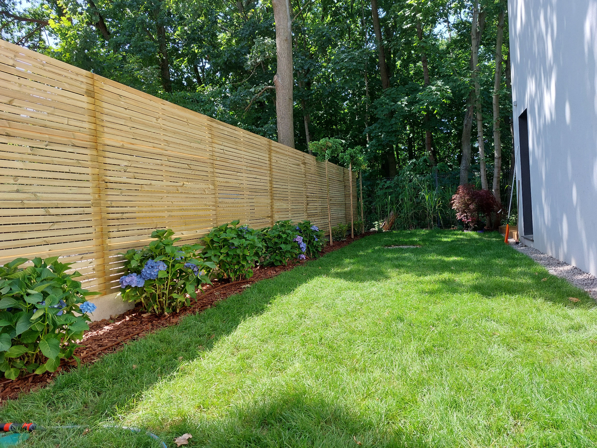 Nowoczesny ogród z drewnianym płotem lamelowym, rabatami z niebieskimi hortensjami i świeżo skoszoną trawą. W tle widoczny budynek z białą elewacją i bujna zieleń drzew.