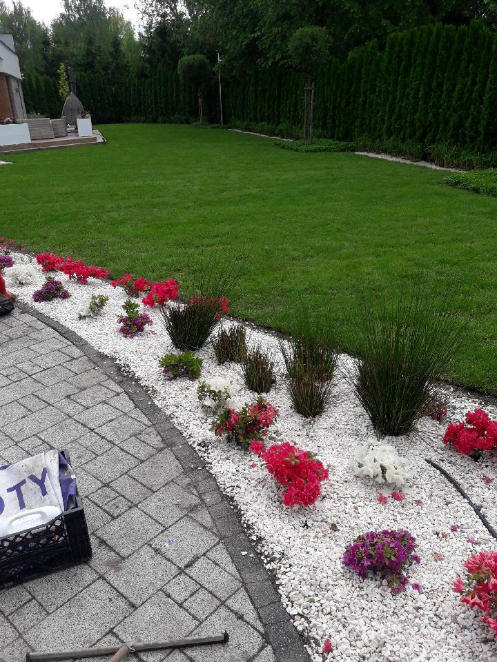 Kwitnące azalie w odcieniach czerwieni, bieli i fioletu posadzone wzdłuż ścieżki z białego żwiru, na tle zielonego trawnika i wysokiego żywopłotu.