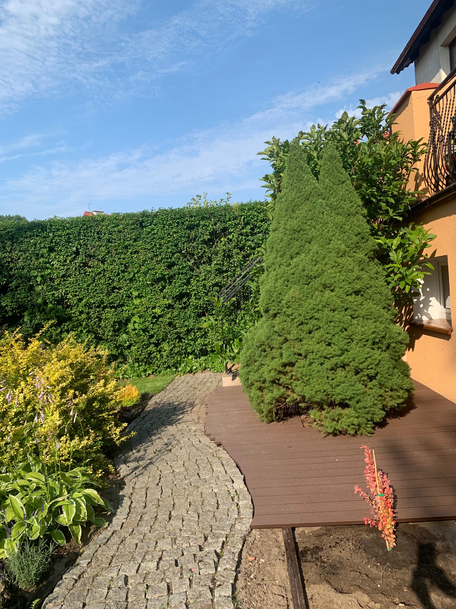 Kaskadowy ogród z brukowaną ścieżką, wysokim żywopłotem i dwoma stożkowymi iglakami obok drewnianego tarasu przy budynku.