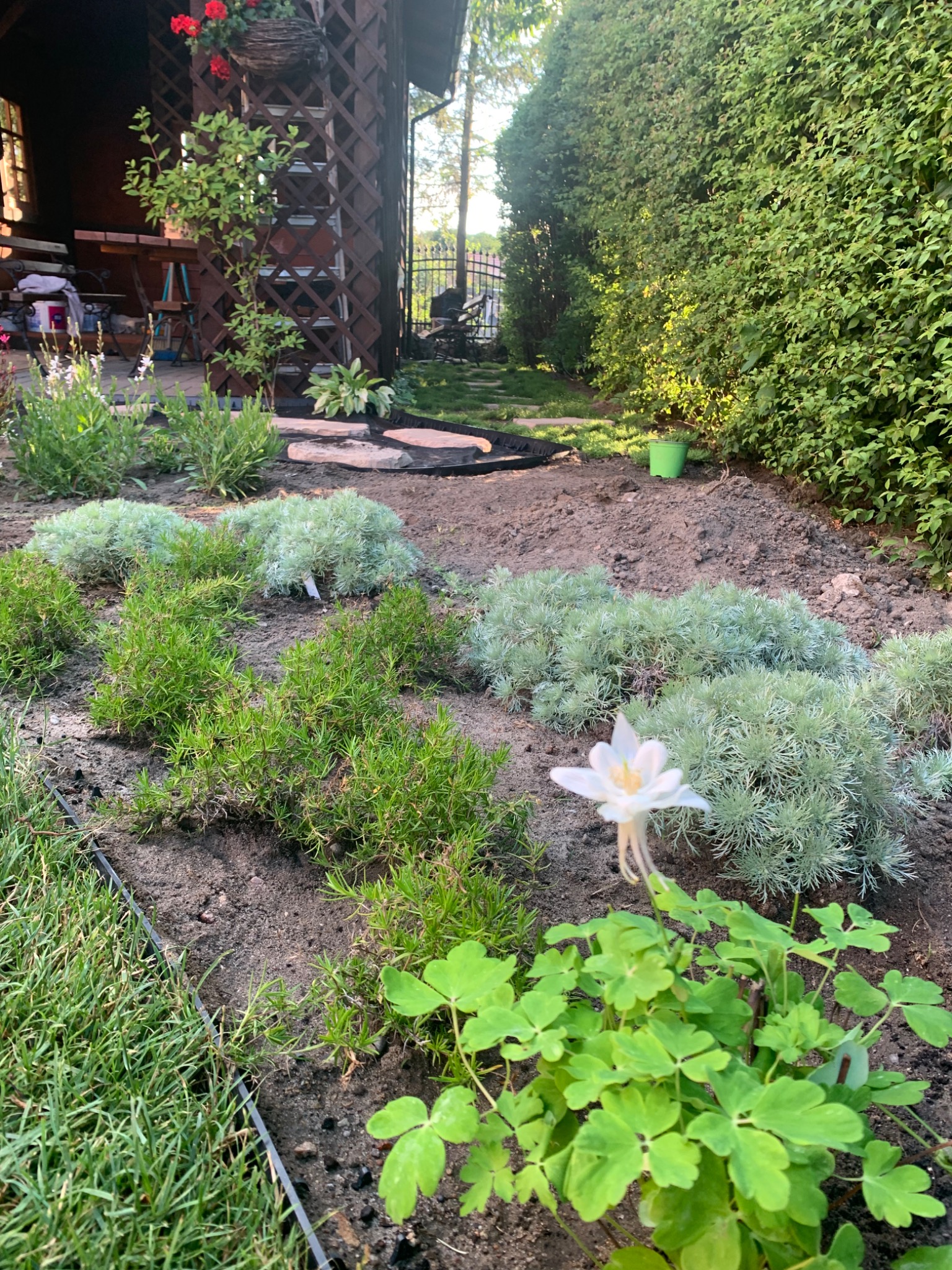 Świeżo posadzone, niskie rośliny iglaste i byliny srebrzyste na rabacie w ogrodzie, widoczny fragment drewnianej altany z czerwonymi kwiatami w tle oraz zielony żywopłot.