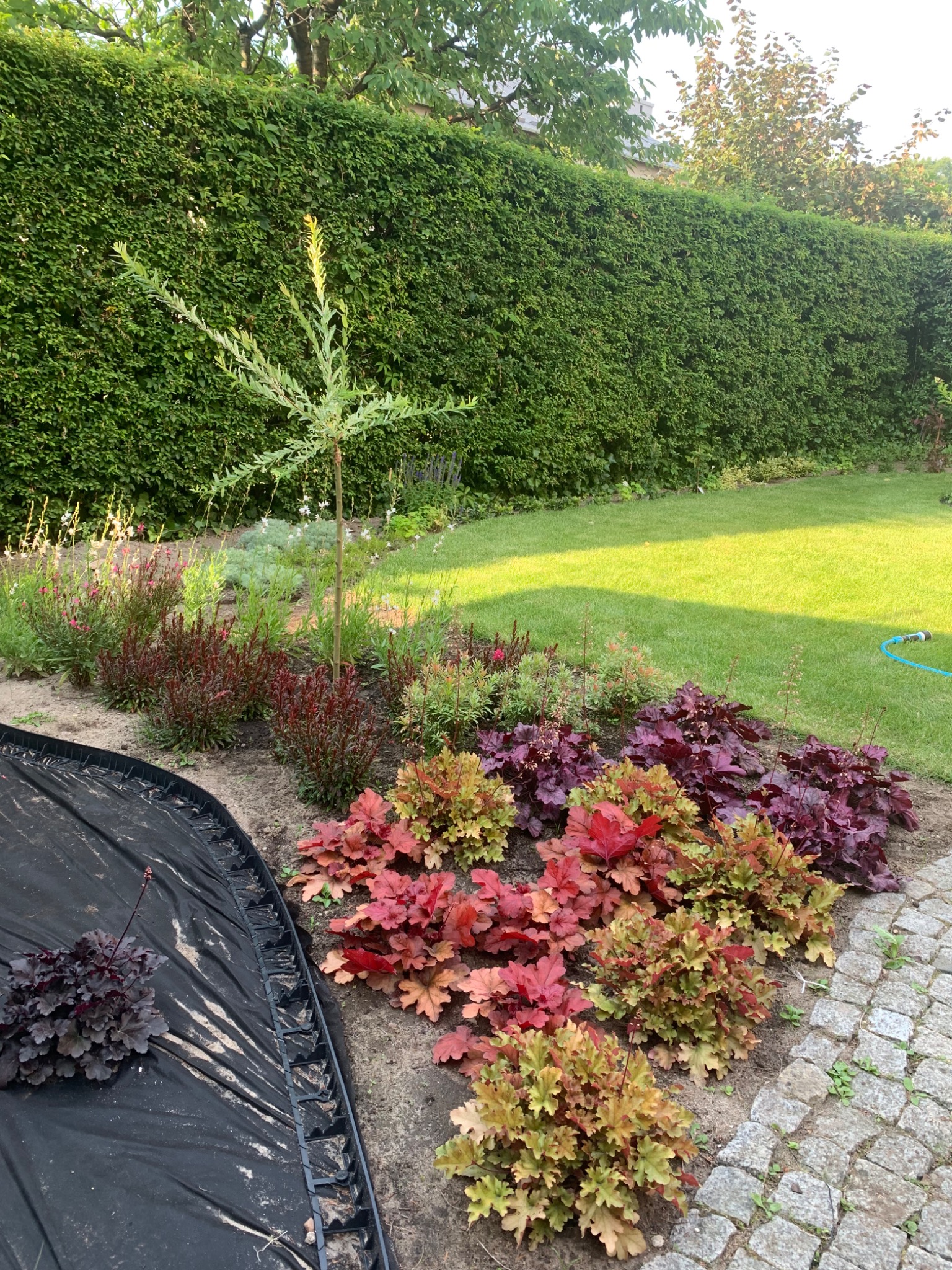 Rabata z kolorowymi żurawkami, młoda wierzba japońska 'Hakuro-nishiki' i strzyżony żywopłot z grabu w tle, czarna agrowłóknina częściowo zakrywa ziemię.