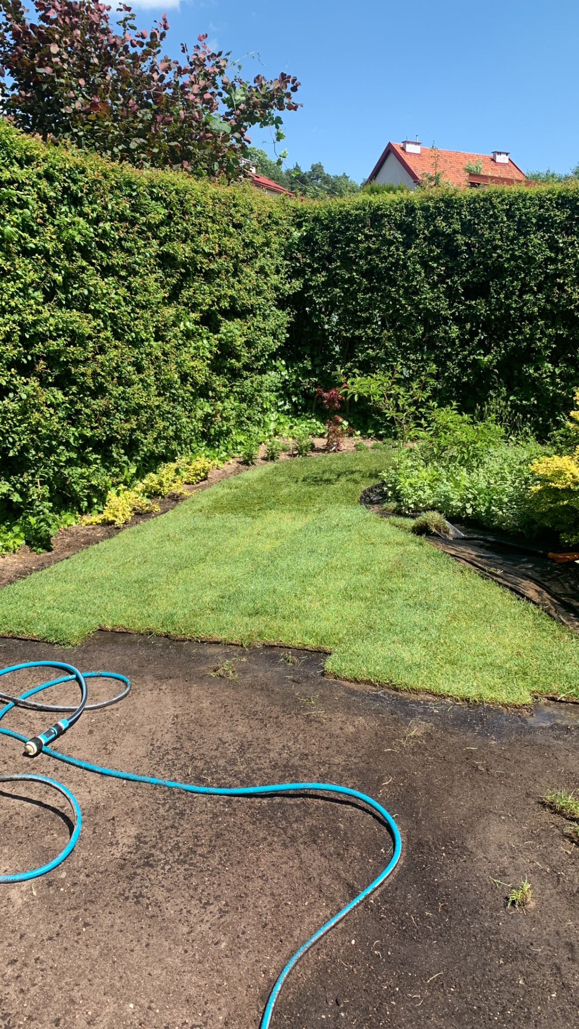Fragment ogrodu z ułożoną trawą w rolkach, widoczny niebieski wąż ogrodowy i wysoki żywopłot w tle.