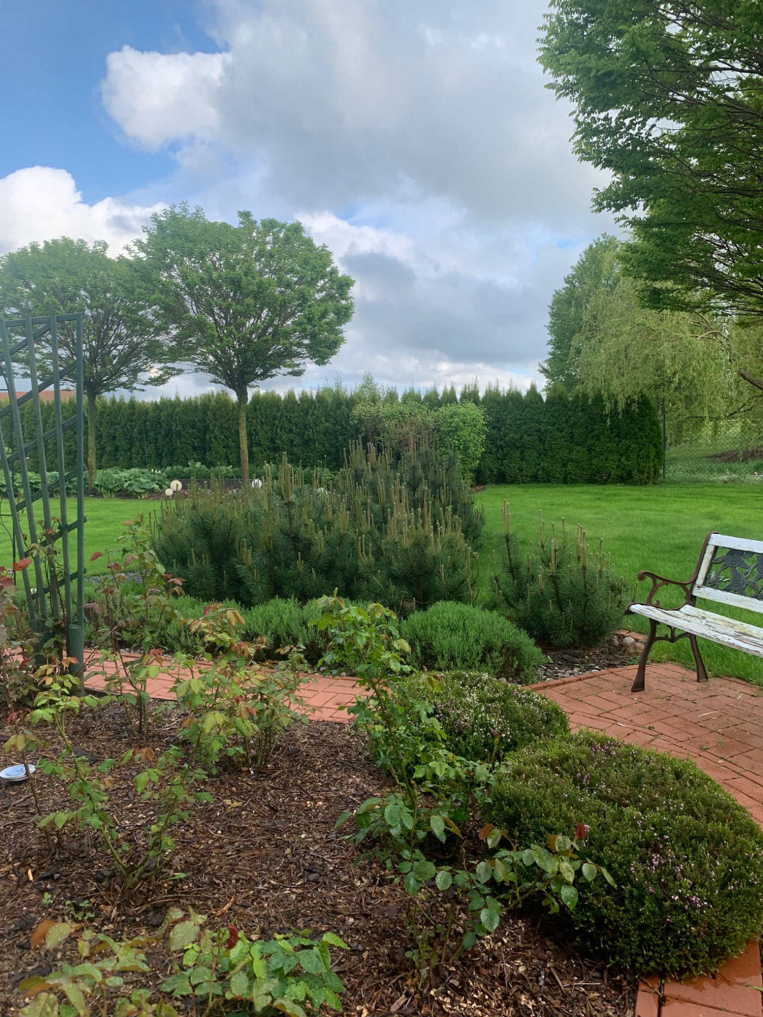 Ogród z ścieżką z czerwonej kostki, ozdobnymi krzewami i młodymi sosnami, w tle żywopłot z tuj i trawnik, po prawej stronie biała, stylizowana ławka ogrodowa.