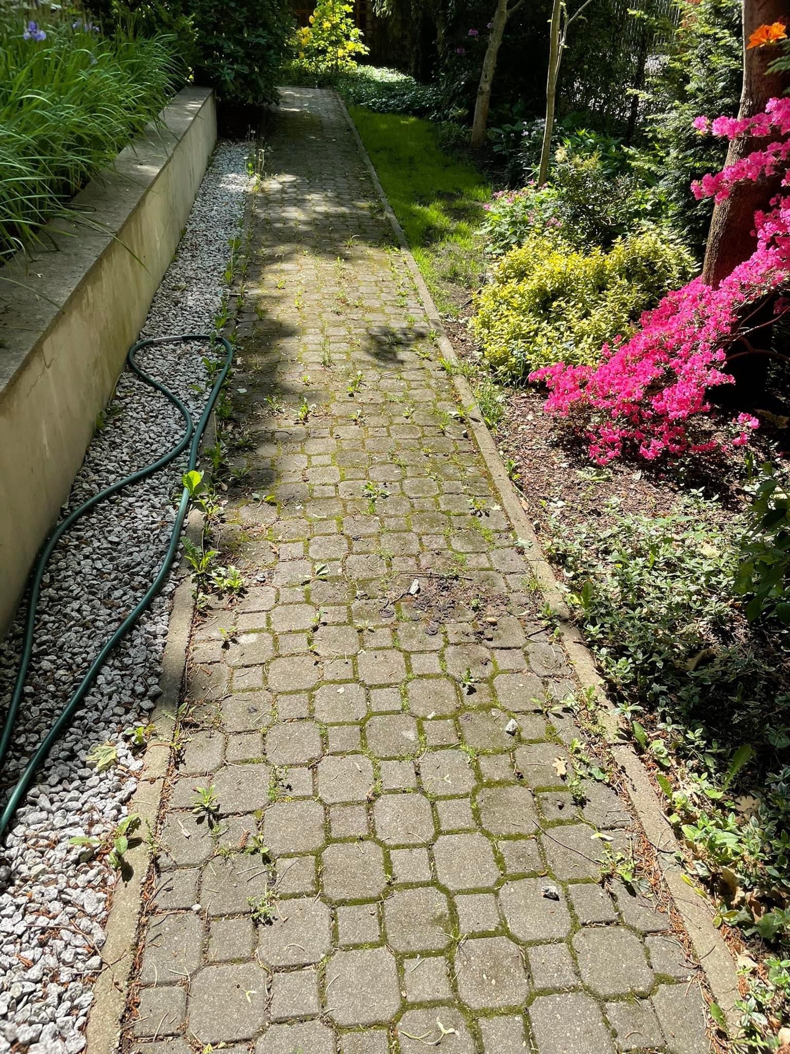 Brudna kostka brukowa na ścieżce ogrodowej z widocznymi chwastami i mchem, obok zielony wąż ogrodowy oraz rabata z kwitnącymi azaliami.