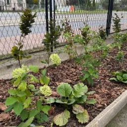 Rabata z młodymi drzewkami i krzewami ozdobnymi, wysypana korą, oddzielona betonowym obrzeżem od chodnika i ogrodzona siatką.