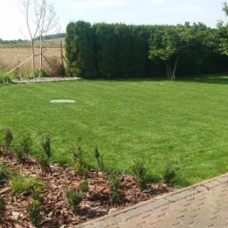 Zadbany trawnik z równo przystrzyżoną trawą, obrzeżem z kory i niskich krzewów, w tle wysoki żywopłot i drzewa owocowe, widoczny fragment nawierzchni z kostki brukowej.