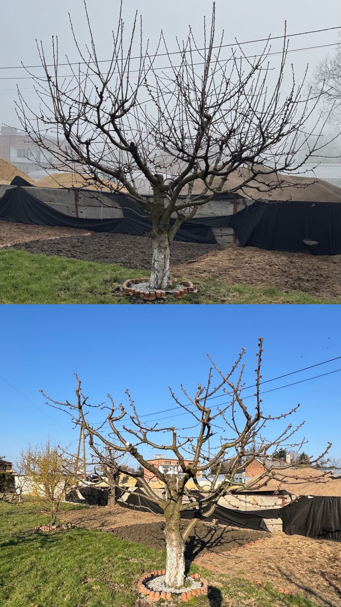 Zdjęcie 'przed i po' przycięcia drzewa owocowego. Na górze drzewo bez liści, po przycięciu, w tle mgła. Na dole to samo drzewo po przycięciu, w słoneczny dzień.