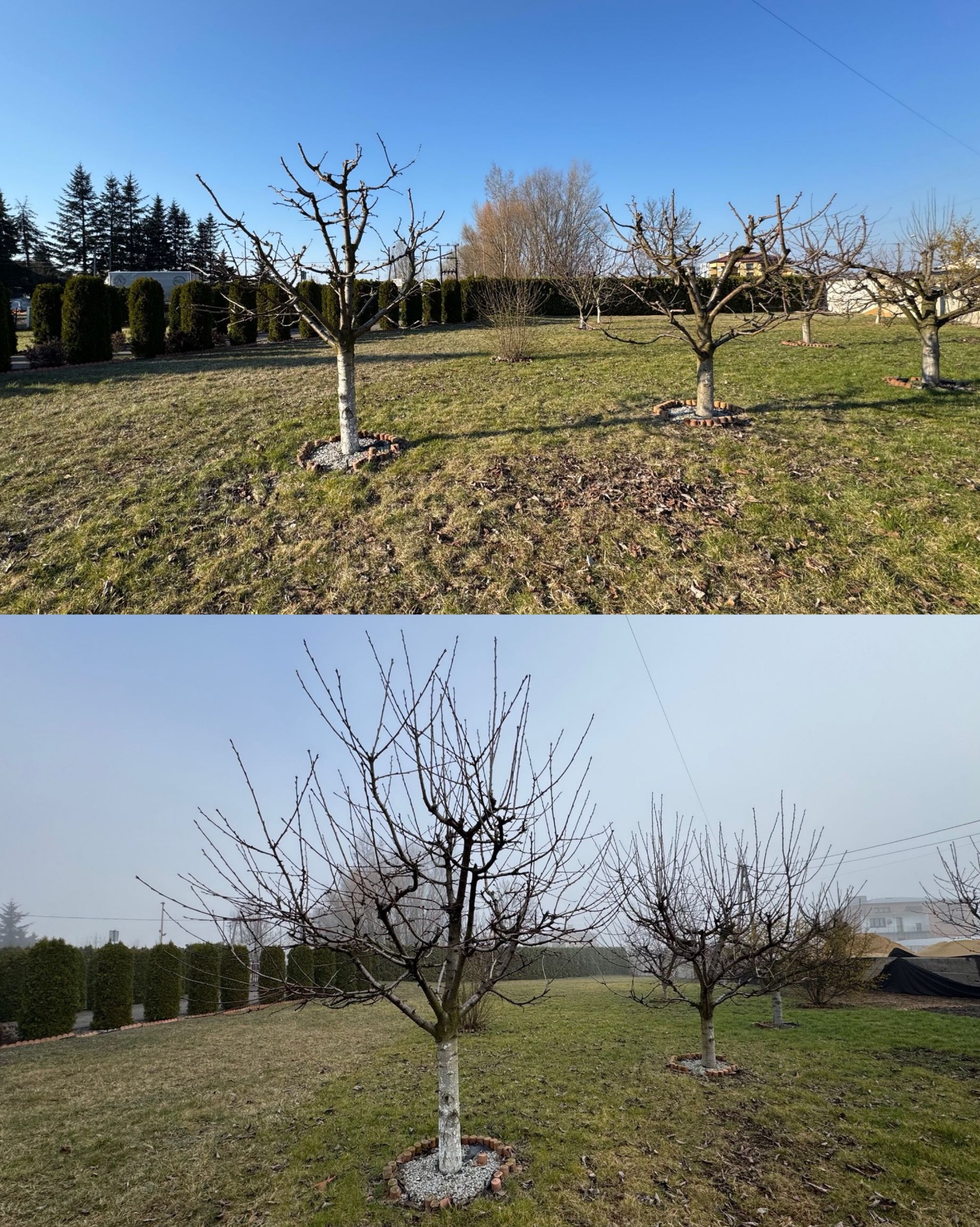Zdjęcie typu 'przed i po' ukazuje ogród z drzewami owocowymi po przycięciu. Na górze widok w słoneczny dzień, na dole w pochmurny. Pnie drzew pomalowane na biało.