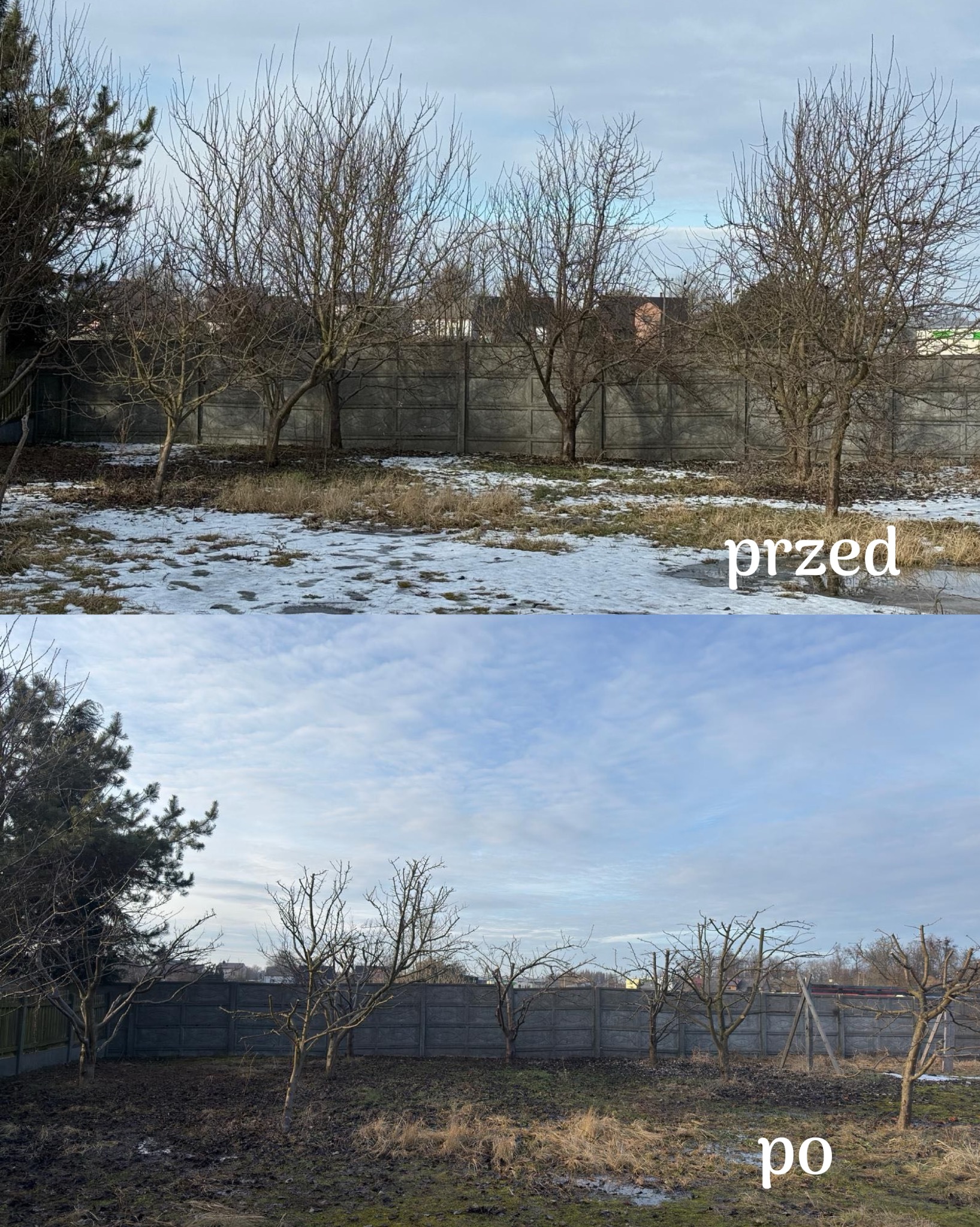 Zdjęcie 'przed i po' przycinania drzew owocowych w ogrodzie. Na górze widok z resztkami śniegu, na dole po przycięciu, bez śniegu. Szary betonowy płot w tle.