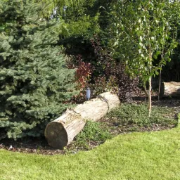 Aranżacja ogrodu z wykorzystaniem pnia drzewa jako elementu dekoracyjnego, obok świerk kłujący, młoda brzoza i różnobarwne krzewy liściaste, trawnik z wyraźną linią cięcia.