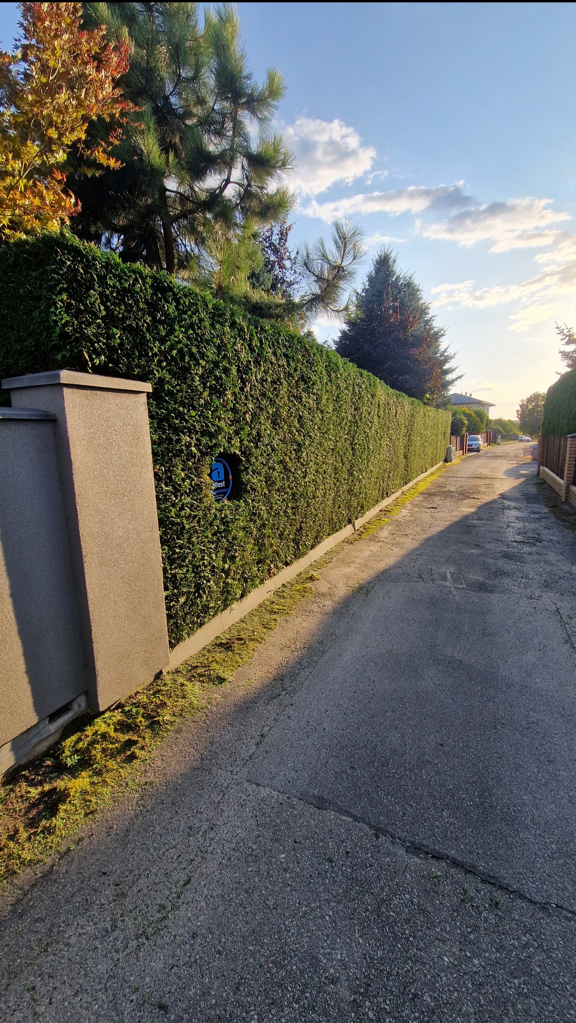 Długa, równo przycięta zielona żywopłot wzdłuż drogi, z widocznym niebieskim znakiem firmowym wtopionym w roślinność, świeżo skoszona trawa u podstawy, błękitne niebo z chmurami w tle.
