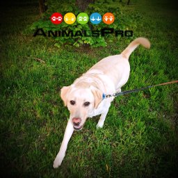 AnimalsPro - Labrador biegnie po trawie na smyczy, logo AnimalsPRO w tle.
