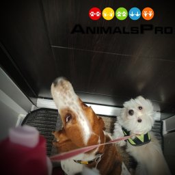 AnimalsPro - Dwa psy, basset hound i mały biały pies, leżą na posłaniu w zamkniętej przestrzeni z widocznym logo AnimalsPro w górnej części kadru.