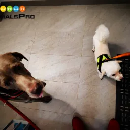 Dwa psy na smyczy wewnątrz pomieszczenia: duży pies z wyciągniętym językiem w czerwonej uprzęży i mały biały pies w żółto-czarnej uprzęży stojący na wycieraczce.