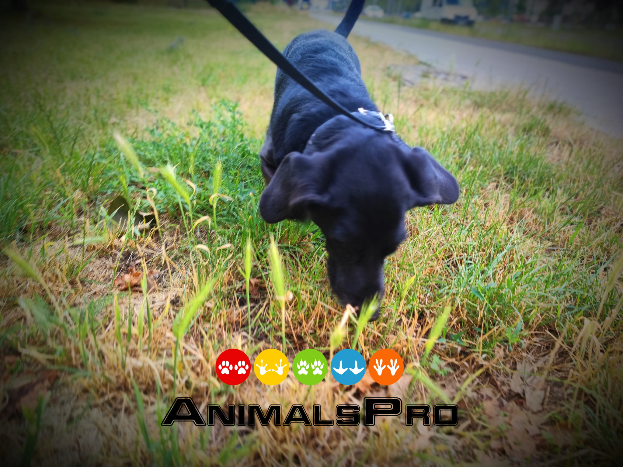 Czarny labrador na smyczy w trawie, z logiem AnimalsPro w dolnej części kadru.