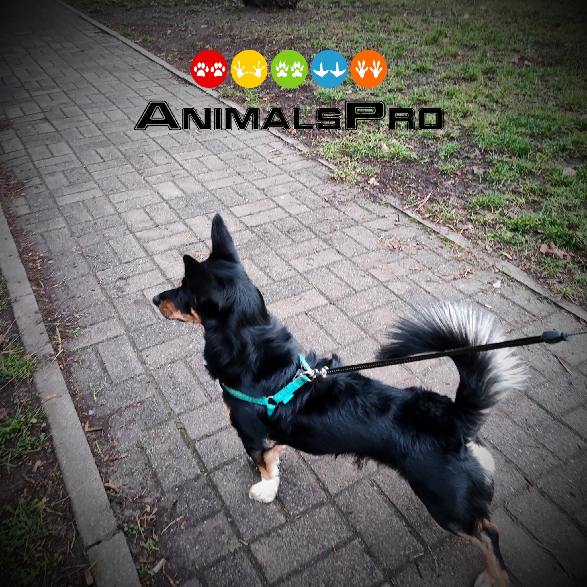 Czarny pies z białymi łapami i puszystym ogonem na smyczy, idący po chodniku z kostki brukowej, w tle trawnik i logo AnimalsPRO.