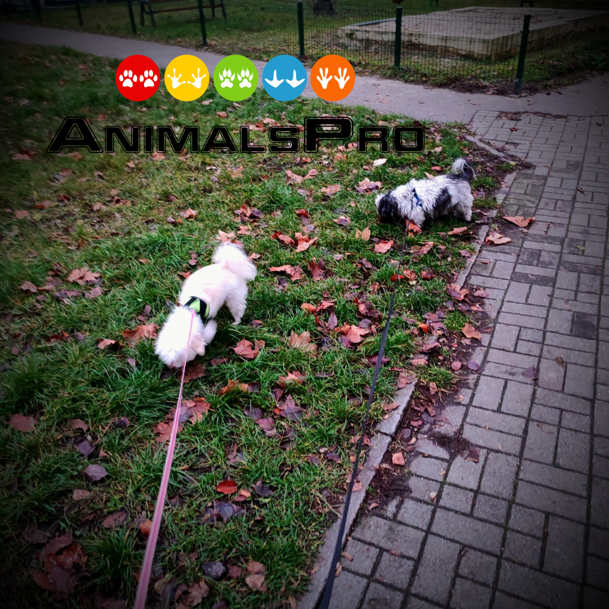 Dwa małe psy, biały i czarno-biały, na smyczach spacerują po trawniku z opadłymi liśćmi jesienią, widoczne logo firmy AnimalsPro nad nimi.