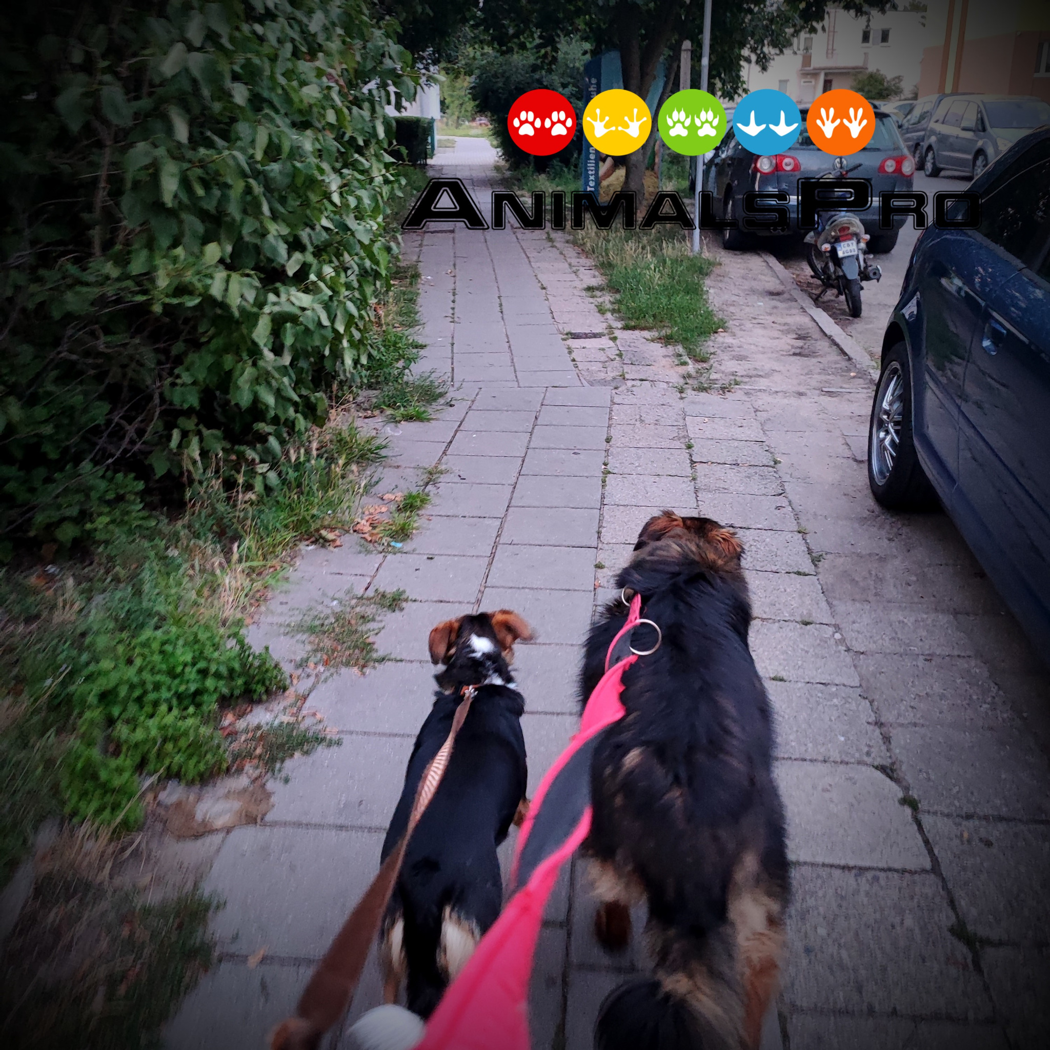 Dwa psy na smyczy spacerują po chodniku, widok z tyłu, w tle zaparkowane samochody i logo firmy Animal Pro.
