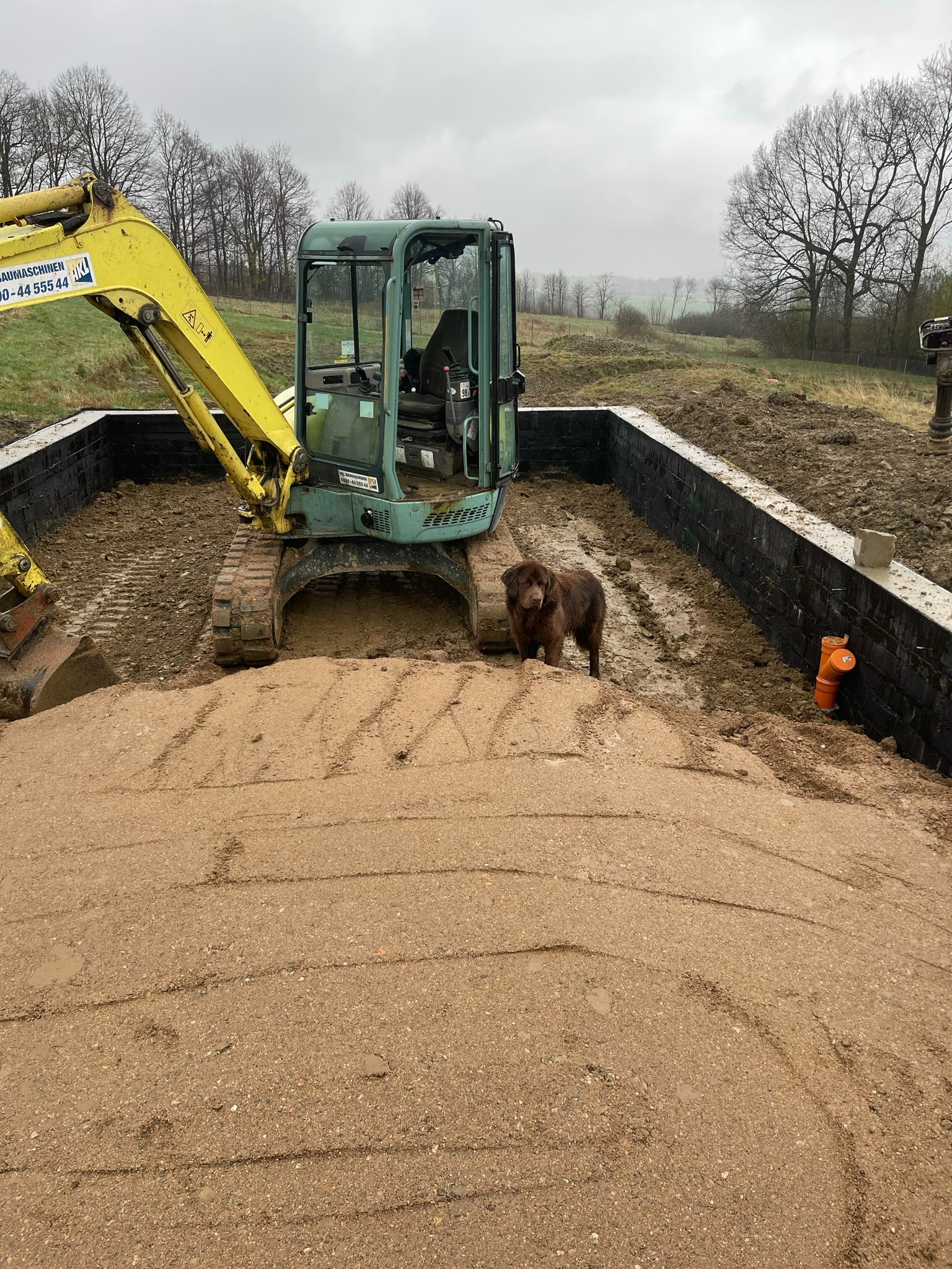 Żółta mini koparka na placu budowy z brązowym psem rasy Newfoundland stojącym obok wykopu pod fundamenty, zabezpieczonego czarną folią izolacyjną i pomarańczowymi rurami kanalizacyjnymi.