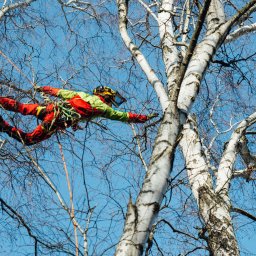 Pielęgnacja ogrodów Warszawa 1