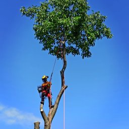 Pielęgnacja ogrodów Warszawa 4