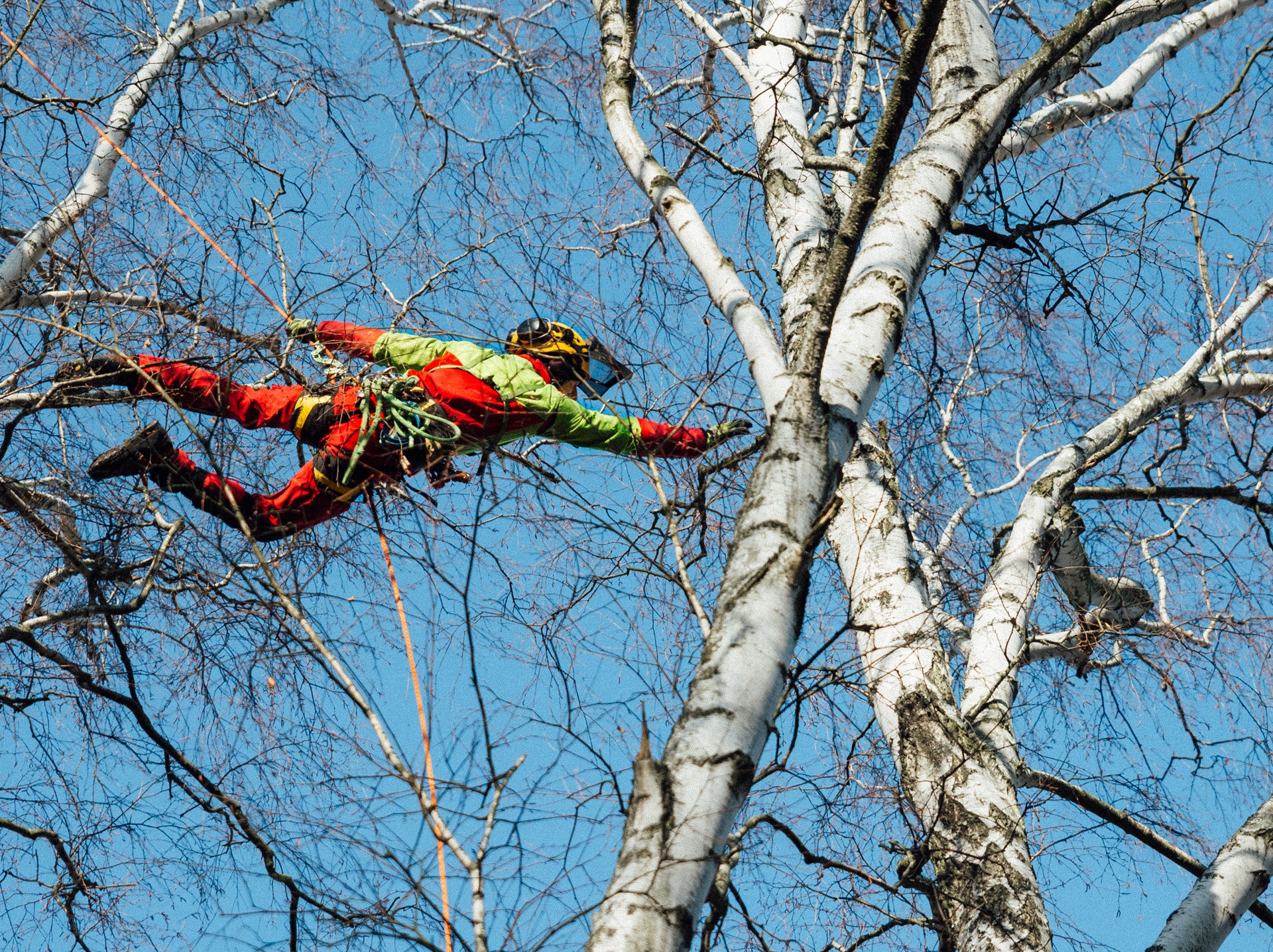 Arborysta w kasku i kombinezonie, zabezpieczony linami, wspina się na wysoką brzozę podczas słonecznego dnia, na tle błękitnego nieba.