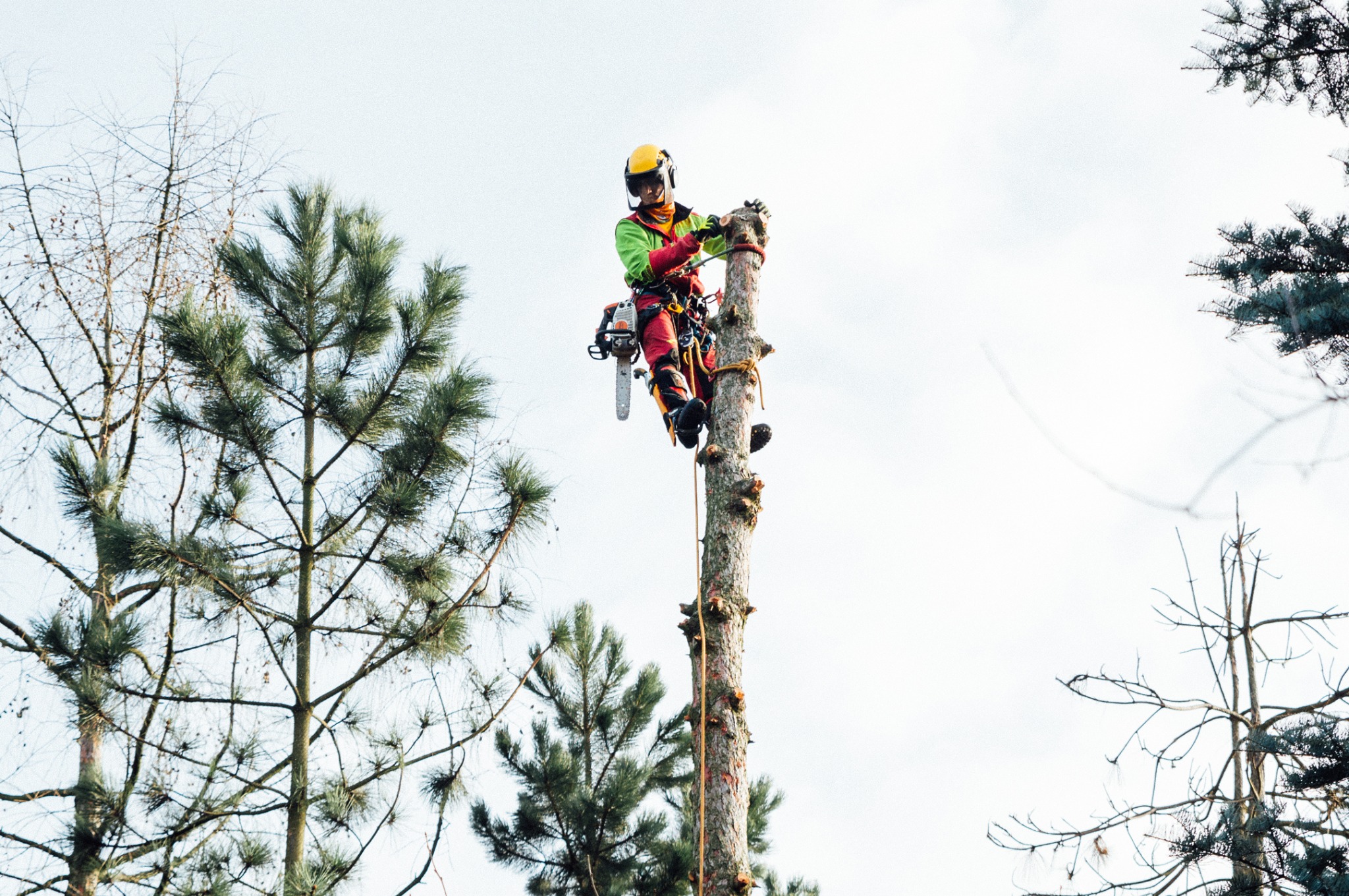 Arborysta w kasku i uprzęży, na pniu ogołoconego drzewa, z piłą spalinową, w trakcie pracy na wysokości, otoczony koronami drzew na tle jasnego nieba.
