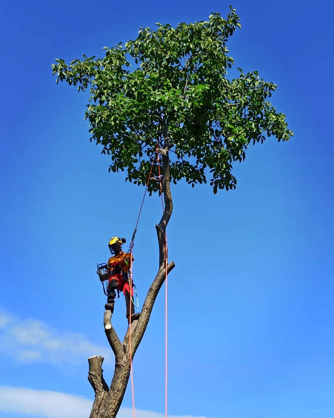 Arborysta w kasku i odzieży ochronnej, zabezpieczony linami, przycina gałęzie drzewa z użyciem piły łańcuchowej na tle błękitnego nieba.