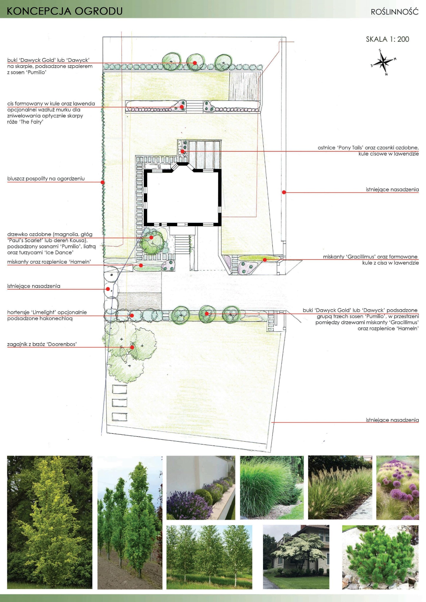 Koncepcja ogrodu: schemat nasadzeń z opisem roślinności, w tym buków 'Dawyck Gold', cisa formowanego w kule, lawendy, bluszczu pospolitego, magnolii i innych, z dodatkowymi zdjęciami poglądowymi...